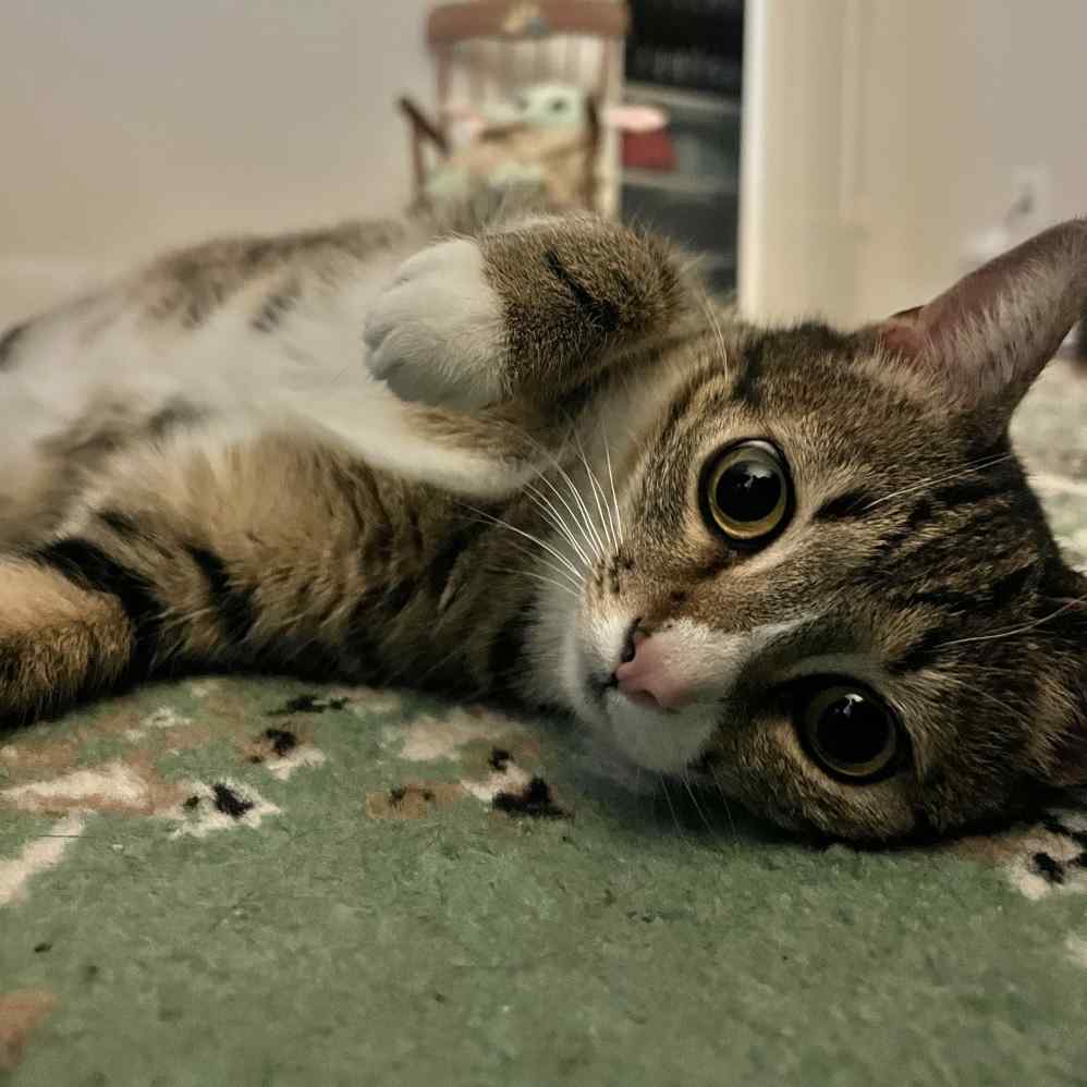 A cute cat lies on a carpet looking into the camera.